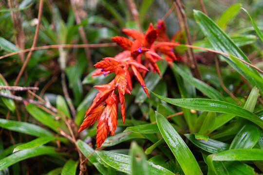 Tillandsia complanata red and yellow tropical flowers in Colombia 