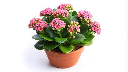 Fisheye Pink Kalanchoe Plant in Pot isolated on white background