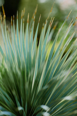 Close-up of spiky green plant leaves with soft bokeh background