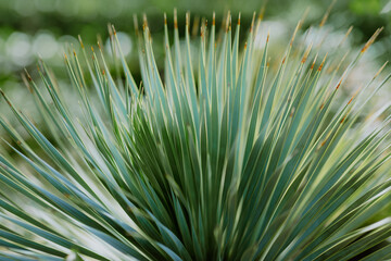Close-up of spiky green plant leaves with soft bokeh background