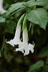 Two white trumpet-shaped flowers hanging from a green leafy branch