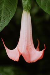 Pink trumpet-shaped flower hanging from a green leafy plant