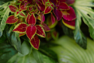 Vibrant red and green leaves with intricate edges, close-up view