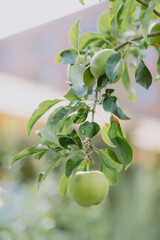 Green apple hanging from a branch with lush leaves, softly lit