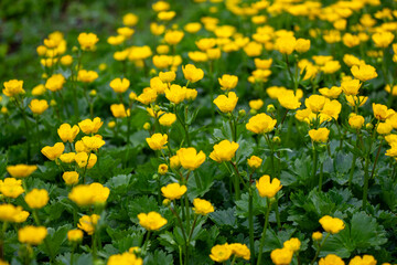 Obraz premium Ranunculus repens