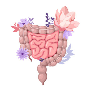 recommend clip art: Human intestines decorated with flowers. Digestive health. Vector illustration on a white background.