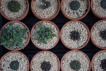 Succulents in pots. The garden show.