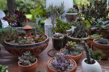 Succulents in pots. The garden show.