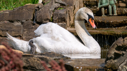 swan on the lake