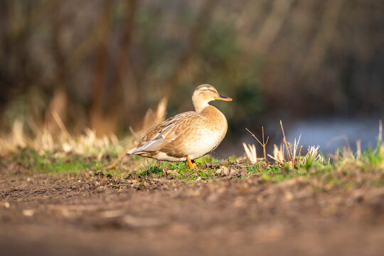 gl&uuml;ckliche Ente
