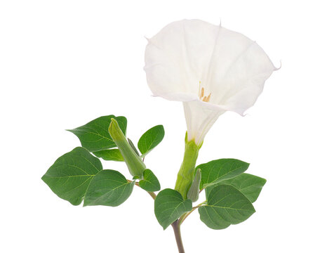 Angel&rsquo;s trumpet plant isolated on white background, Datura innoxia