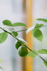 Branch with fresh green limes and leaves, softly lit background