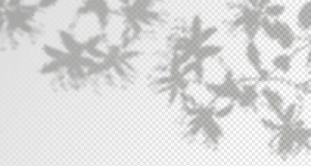 Abstract shadow of leaves and branches on white concrete wall.Soft overlay of natural light.Tropical blurred leaf.Natural light layout.