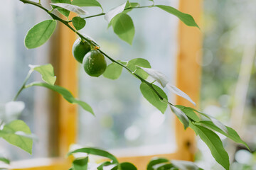 Branch with fresh green limes and leaves, softly lit background