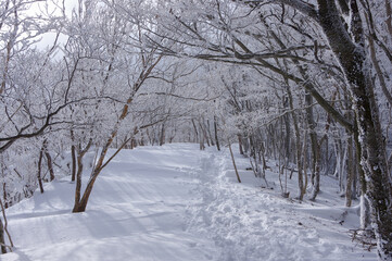 雪に覆われた登山道