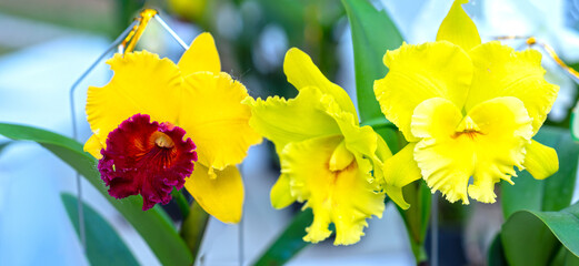 Cattleya Labiata flowers bloom in the spring sunshine, a rare forest orchid decorated in tropical gardens 2024