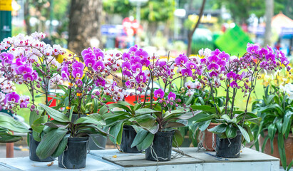 Phalaenopsis orchids bloom in spring lunar new year 2021 adorn the beauty of nature, a rare wild orchid decorated in tropical gardens