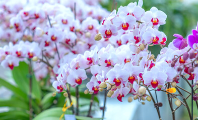 Phalaenopsis orchids bloom in spring lunar new year 2021 adorn the beauty of nature, a rare wild orchid decorated in tropical gardens