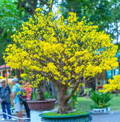 Apricot bonsai tree blooming with yellow flowering branches curving create unique beauty. This is a...