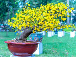 Apricot bonsai tree blooming with yellow flowering branches curving create unique beauty. This is a...