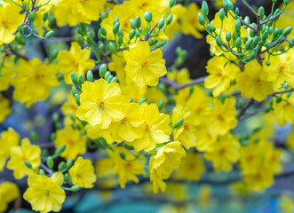 Yellow apricot flowers blooming branches fragrant petals signaling spring has come, this is the...