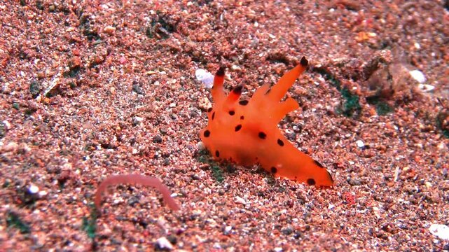 Thecacera sp1 Picachu  nudibranch