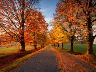 Fototapeta premium autumn in the park