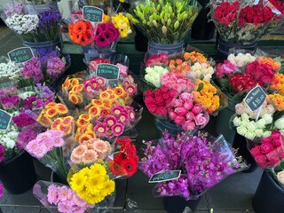 colorful flowers in Melbourne, Australia