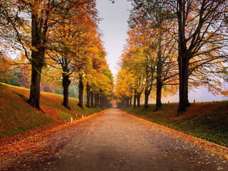 Naklejka premium autumn in the park