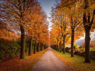 Fototapeta premium autumn in the park