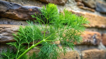 Florence fennel leaf against stone wall in garden high angle view