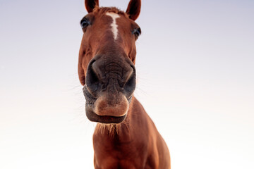 close up portrait of an adorable horse with brown fur looking at camera against clear sky on sunny...