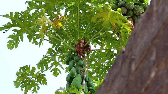 green mango fruit on the tree