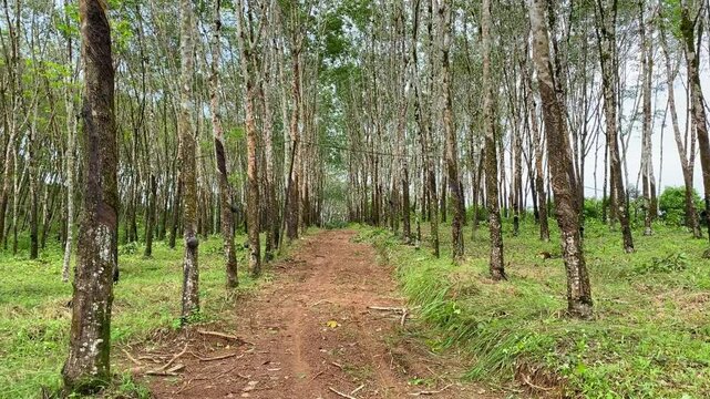 Many rubber trees on both sides, dirt road.