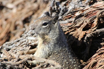 Kalifornischer Ziesel