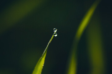 dew on a green grass