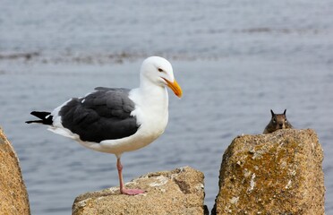 Kalifornischer Ziesel und M&ouml;we
