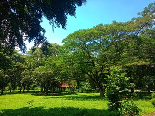 shady trees in the Sriwijaya archaeological park. nature background