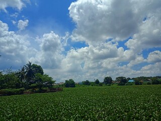 water hyacinth or Pontederia crassipes or eceng gondok plants that fill the pond in the Sriwijaya ancient park