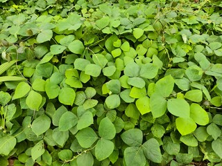 Mucuna bracteata is planted around the oil palm trees to control weeds