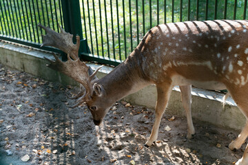 Young deer eating green grass in the pen