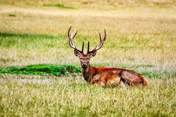 Cervo sdraiato in un prato