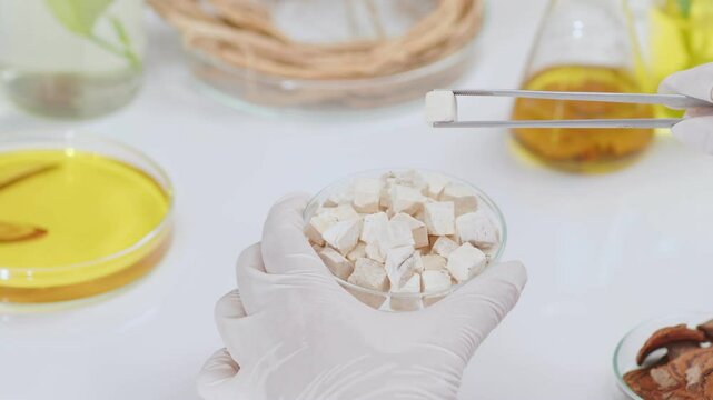 Footage of an oriental medicine experiment in a laboratory, poria cocos wolf is being picked up by tweezers from a petri dish. Close up shot from high angle view, space for editing