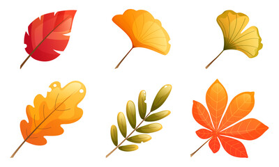 Obraz premium Set of autumn leaves, yellow, red, orange. Ginkgo leaf, rowan leaf, birch leaf, oak leaf, maple leaf. Clip art for autumn design of postcards, posters, booklets.