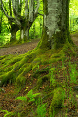 Fototapeta premium Otzareta beech forest with its big old trees in springtime, Basque Country, Spain.
