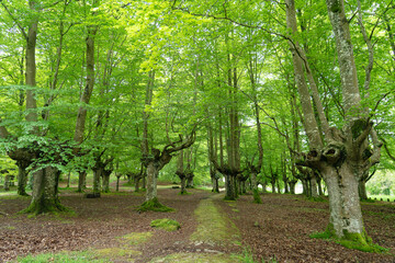 Fototapete bei efototapeten.de bestellen   