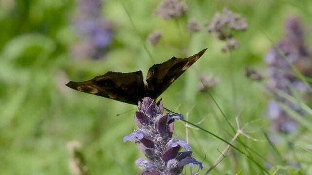 Slow Motion Peacock Butterfly Feeding on Bugle

