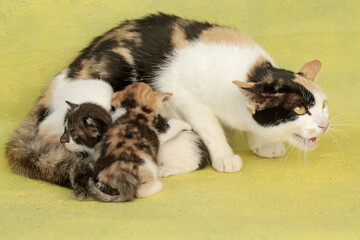 A mother cat threatens an intruder that approaches her kittens. This mammal, which is often used as a pet, has the scientific name Felis catus.