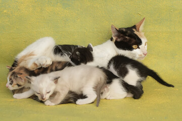 A mother cat is nursing her kittens. This mammal, which is often used as a pet, has the scientific name Felis catus.