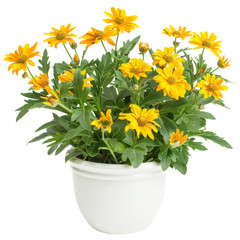 Bright yellow daisy flowers in a decorative white ceramic pot or planter against a clean bright white background  This potted plant display showcases the vibrant